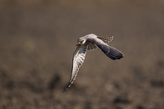 双向技术融合,驱动农业生态全面升级;金正大开启全球合作新征程。 新闻 双向技术融合,驱动农业生态全面升级;金正大开启全球合作新征程。 新闻