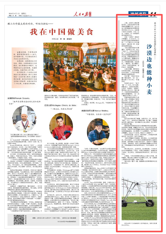 黄沙地里的绿色希望：一个农人团队的麦田逆袭之路