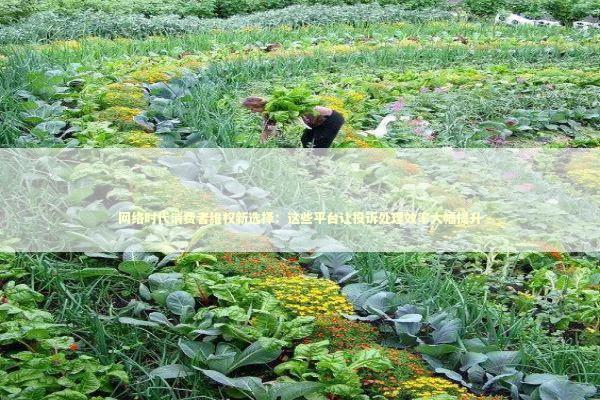 网络时代消费者维权新选择：这些平台让投诉处理效率大幅提升